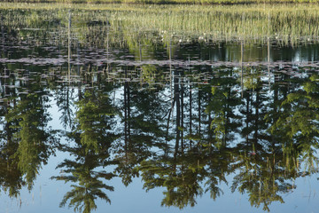 White Pine trees are reflected in the mirror-like water of Island Lake in the Upper Peninsula of Michigan.