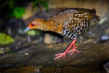 Red-legged crake (Rallina fasciata) come to shower 