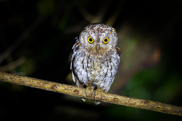 Oriental Scops Owl(Otus sunia) stair at us 