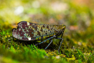 Close up of Penthicodes variegata in nature  © kajornyot