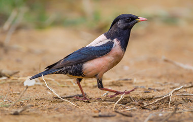 Obraz premium Portrait of rare Rosy Starling (Pastor roseus) running