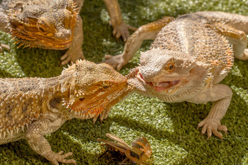 Pogona reptiles © bennymarty