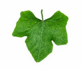 Single isolated leaf on a white background