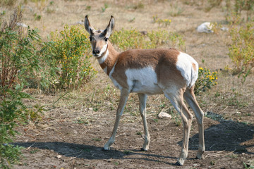 Young deer in its habitat