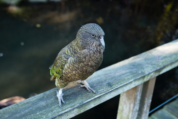 New Zealand endemic alpine parrot Kea