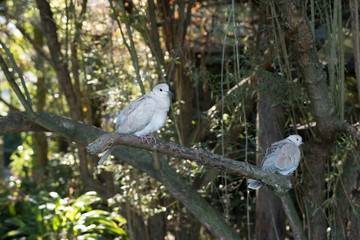 Two birds on a branch of tree