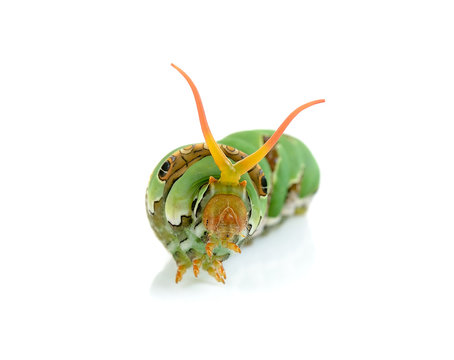 Close up caterpillar isolated on the white background