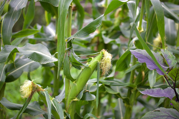 とうもろこし畑