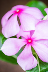 Obraz premium beautiful pink vinca flowers