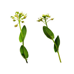 Small wild flowers isolated on white