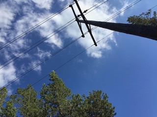 forest power