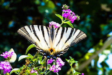 butterfly sitting on a plant with purple flowers