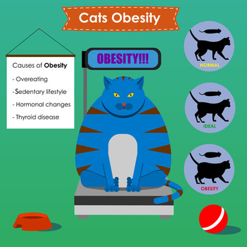 cat obesity