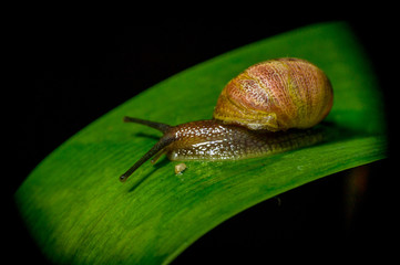 dark colored snail in nature sitting on green plant surface