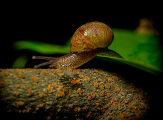 Great closeup of dark colored snail leaping from green plant to