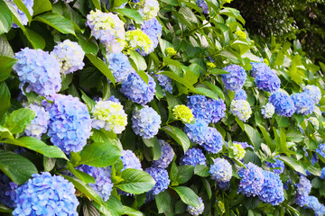 A lot of  hydrangea flowers