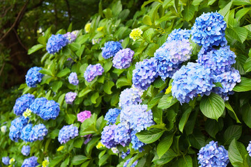 A lot of  hydrangea flowers