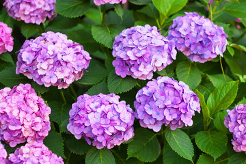 The purple hydrangea flowers