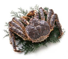  生タラバガニ　白バック