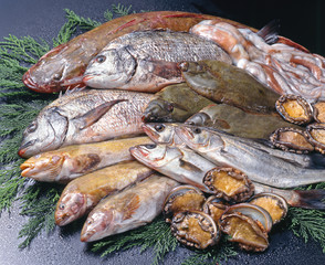 鮮魚集合