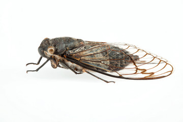 Cicada