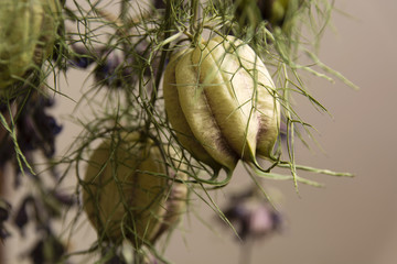 floral buds drying in clusters