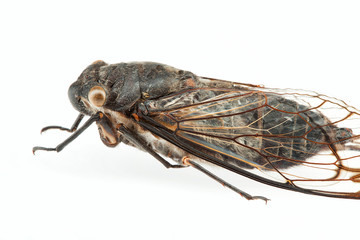 Cicada