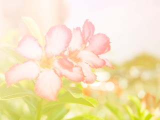 Abstract Blurry of Flower and colorful background. Beautiful flowers made with colorful filters.