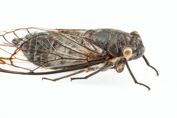 Cicada