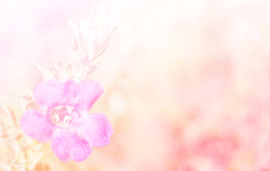 Abstract Blurry of Flower and colorful background. Beautiful flowers made with colorful filters.
