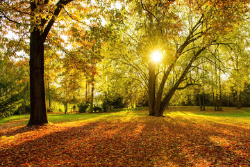 Herbst - Gegenlicht