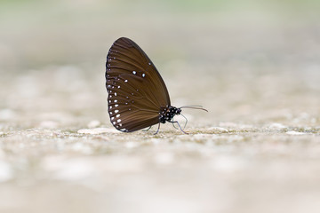Fototapeta na wymiar Butterfly : Common Crow in natural park.
