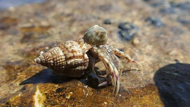 Hermit crab on a stone