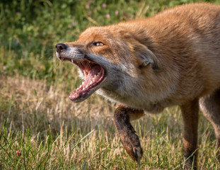 Fototapeta premium Fox, Vulpes vulpes headshot of Fox snarling with green grass background.