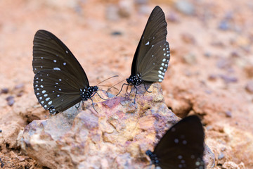 The Butterfly "Common Crown" eaten mineral on sand.