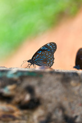 Fototapeta na wymiar Butterfly Dark blue tiger.