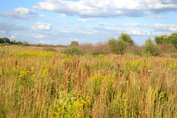 Summer field.