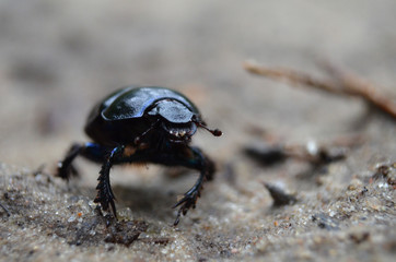 bug insect
