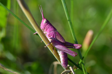 pink grasshopper