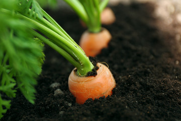 Closeup of young carrots in soil