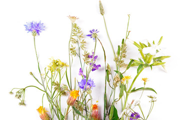 Wildflowers isolated on white