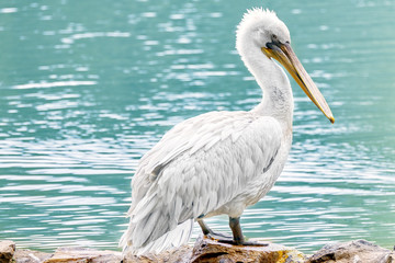 American White-Pelican.