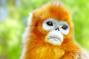 Cute golden Snub-Nosed Monkey in his  natural habitat of wildlif