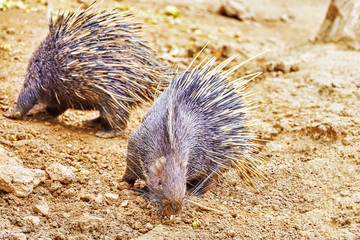 Animal Porcupines.