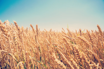 Close up of wheat field on sunny day