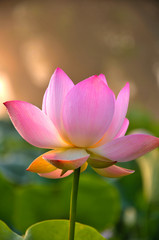 Obraz premium Blossom pink lotus flower in sunset