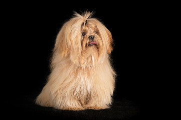 Shih-Tzu en studio sur fond noir