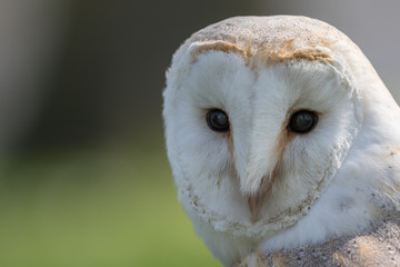 Barn owl head shot, close up with green background.