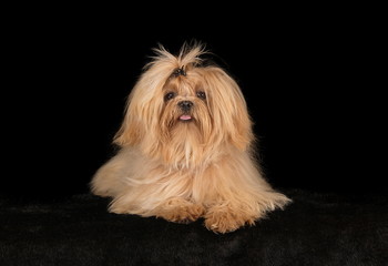 Shih-Tzu en studio sur fond noir