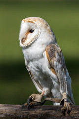 Barn owl close up with green background.